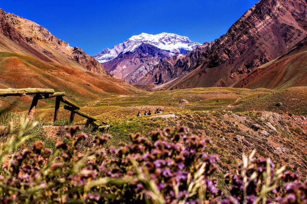 purple-petaled flowers near mountain during daytime